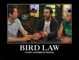 Bird Law Always Sunny Gif Bird Law It S Complicated It S Always Sunny In Philadelphia It S Always Sunny Sunny In Philadelphia