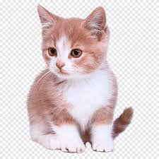 Barrington brown is a recessive browning gene that dilutes black to mahogany, brown to light be seen, especially in bright slanted light on kittens and on the legs, tail and sometimes elsewhere on. Brown And White Kitten Illustration Bengal Cat Kitten Puppy Dog Cuteness Cute Cat Cat Like Mammal Carnivoran Png Pngegg