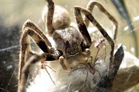 Mom And Baby Rain Spider Palystes Is A Genus Of Huntsman Spiders Commonly Called Rain Spiders Or Lizard Eating Spiders Spiders Scary Spider Dangerous Spiders Experts said it is typical for the region when it is silk threads act as parachutes, so the rain of spiders is also called 'ballooning'. the footage was uploaded on facebook and youtube last week. pinterest