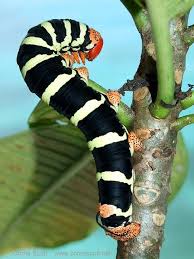 Pin On Cuddly And Not So Cuddly Caterpillars