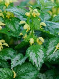 Image result for Lamium galeobdolon