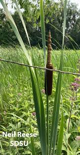 Image result for Typhaceae