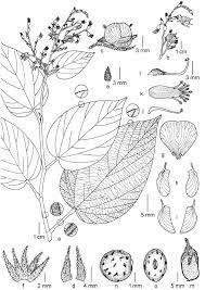 Image result for Eriosema rhynchosioides