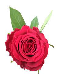 Zusätzlich arrangiert mit etwas grün und weiss ist dieser strauss das perfekte herzensgeschenk. Rote Rosen Online Bestellen Bei Bezahlbare Blumen De Bezahlbare Blumen De