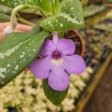 Image result for Gesneriaceae
