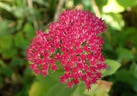 Perennial flowers & plants └ plants & seedlings └ plants, seeds & bulbs └ garden & patio all categories antiques art baby books, comics & magazines business, office & industrial cameras & photography cars, motorcycles & vehicles clothes, shoes & accessories coins collectables. 43 Best Perennials Flowers For Full Sun Borders And Shade