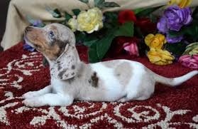 Black And White Dachshund Puppies Mini Dachshund Puppies For Sale Black Tan Doxie Breeder Short Hair Pups Dachshund Dachshund Breed Dachshund Puppies Puppies