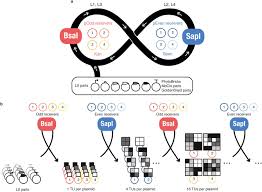 A bucks county teenager is the first in the state to be honored with the u.s. Loop Assembly A Simple And Open System For Recursive Fabrication Of Dna Circuits Biorxiv