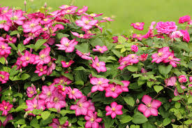 Клематис кенигскинд clematis königskind, h40см горшок d12см. Clematis Im Herbst Schneiden So Wird S Gemacht