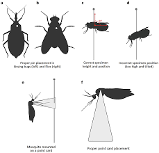 Premise pest sprays & treatment. Sampling Methods For Blood Feeding Insects Diversity Springerlink