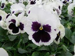 Pansy Both Pansy And Viola Are Practically The Same Thing Due To Years Of Crossbreeding Leaves And Flowers Of All Pansi Pansies Flower Seeds Bedding Plants