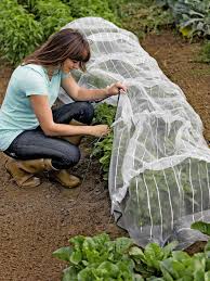 Insect Netting With Hoops Insect Netting Garden Supplies Garden Mesh