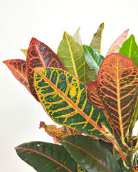 Image result for Croton