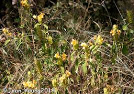 Image result for Barleria crossandriformis
