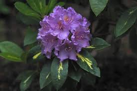 Pin By The Urban Gardener On Flower Garden Rhododendron Container Plants Bloom