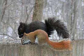 Red Black Black Squirrel Squirrel Cute Squirrel