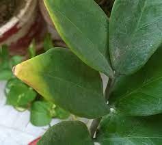Learn vocabulary, terms and more with flashcards, games and other study tools. Why Does My New Zz Plant Have Yellow And Broken Leaves Gardening Landscaping Stack Exchange