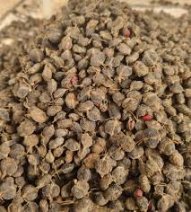 Image result for Alchornea cordifolia