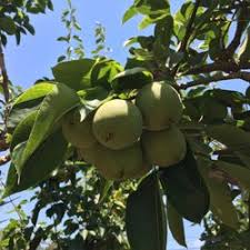 Daley's fruits is a wonderful nursery in a beautiful setting, selling a wide range of healthy plants. Top 10 Best Fruit Trees Near Escondido Ca 92026 Last Updated March 2019 Yelp