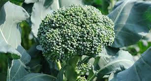 Grow broccoli so that it comes to harvest when temperatures average no more than 75°f (23°c) each day. Broccoli Growing Guide Tui When To Plant Feeding Protecting And Harvesting