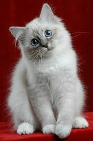 Sacres De Birmanie Les Chatons Les Plus Mignons Chat Trop Mignon Petit Chat Mignon Chat Mignon