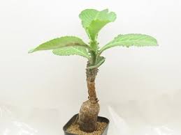 Image result for Monadenium fanshawei