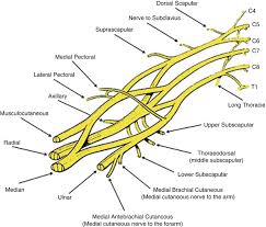 These tests, which may indicate inflammation of the spinal cord and rule out other disorders, include the following: Transverse Myelitis Transverse Myelitis And Neuralgic Amyotrophy Neuralgic Amyotrophy Obgyn Key