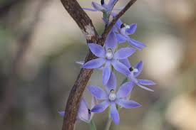 Image result for Periglossum