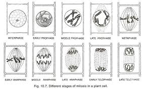Image Result For Mitosis Diagram In Plants Mitosis Cell Cycle Powerpoint Background Design