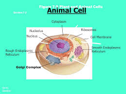 Ribosomes are responsible for assembling proteins for the cell. What Is A Cell Ppt Video Online Download