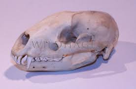 Wildhagens Kuriositatenkabinett Schadel Von Einem Dachs Wunderkammer