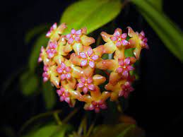 Hoya Fitchii Hoya Plants Plant Lady Flowers