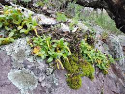 Image result for Bulbophyllum expallidum
