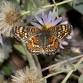 Butterfly Walks — Friends of the Regional Parks.... event in Berkeley, CA