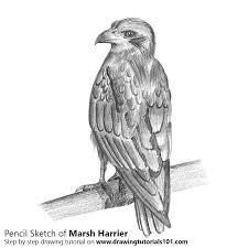 This is great fun to draw and after completing the sketch you can also shade it using a pencil. Marsh Harrier Pencil Drawing How To Sketch Marsh Harrier Using Pencils Drawingtutorials101 Com