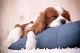 Does your cat or dog need boarding and grooming? The 10 Best Dog Boarding Services Near Me With Prices Reviews