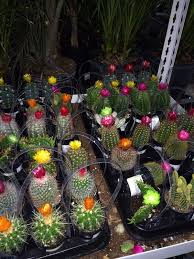 This insanity has to stop. Wet On Twitter On A Very Serious Note I D Like To Call Out The Shitheads Who Glue Fake Flowers On The Cacti At Home Depot Gross Http T Co Zj5p0mrvuf