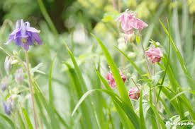 Close up shot of pink columbine flower. Aquilegia Columbine Flower How To Care Columbine Flowers Plantopedia