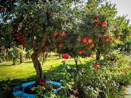 Russian Pomegranate Bushes For Sale The Tree Center Pomegranate Growing Live Plants Plants