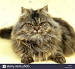 The Personality of a Tabby Cat is Quite Unique in All ...