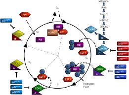 A) cdk is inactive, or ʺturned off,ʺ. Inhibitors Of Cyclin Dependent Kinases As Cancer Therapeutics Sciencedirect