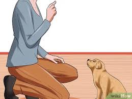 10 month old's sleep and development. How To Obedience Train Your Puppy Before It S 10 Weeks Old