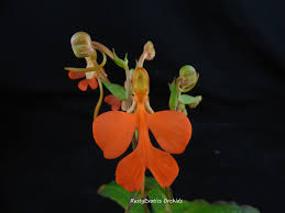 Image result for Habenaria kilimanjari