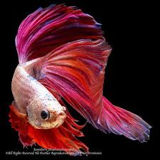 The Beauty Of Nature No 1 Siamese Betta Fish By Mr Kanidsorn J Tom Betta Fish Types Betta Fish Watercolor Fish