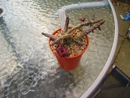 Image result for Tridentea