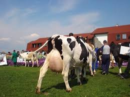 Dispunem de 20 de vaci in lactatie si 14 … Zilele CrescÄtorului De Taurine Holstein Ro Agroinfo Ro