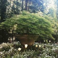 Entry Garden Focal Point Specimen Japanese Maple In A Sculptural Planter With Seasonal Traditional Landscape Easy Landscaping Japanese Maple
