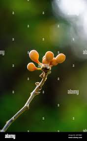 Image result for Uvaria tanzaniae