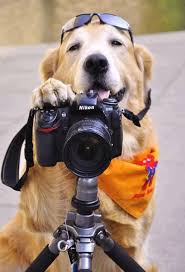 Freeze dried pet foods are, in a nutshell, raw or cooked foods without water. K9 Natural Freeze Dried Dog Food Dogs Animals Funny Animals