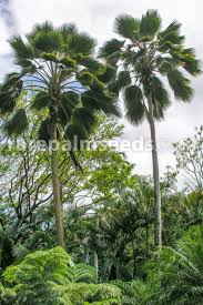 We did not find results for: Pritchardia Pacifica Fiji Fan Palm Buy Seeds At Rarepalmseeds Com